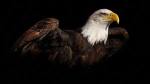 eagle-ready-to-flying-high-resolution-wallpaper-download-flying-eagle-images-free
